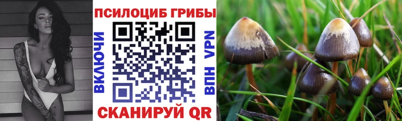 Псилоцибиновые грибы прущие грибы  ссылка на мегу   Лермонтов 